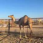 بكره تشرق لبنيه جزر للبيع الموقع الوجه