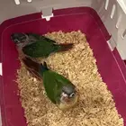 فروخ كنيور يلو سايد رد فاكتور