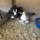 زوج رقاص هندي