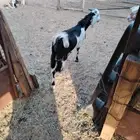 تسث عرصي