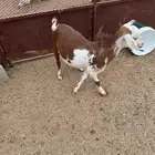 تيس لباني مقفل شحم