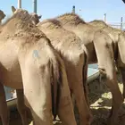 قعدان وغنم