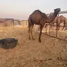 حاشي لباني