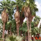 نخل واشنطني