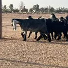 مراح جفار عوارض للبيع(مبيوعه خارج الموقع)