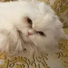 قطه للبيع بجميع اغراضها