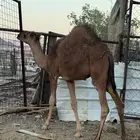 للبيع قعدان