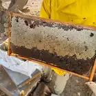 عسل سمر