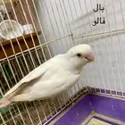 ذكور روز