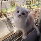 شيرازي برتقالي