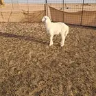 داغور خروف حري