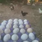 بيض بلدي