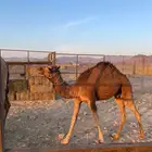 قعود ع الحليب للبيع العمر 5 او 6 شهور