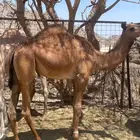 بكرتين للبيع