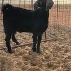 تيس بري ذبيحه فاخره