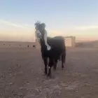 عنز