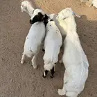 خرفان ورخال هرافا