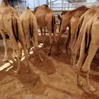 قعدان مرابي لمناسبات الزواج والولائم شي فاخر يبيض الوجه