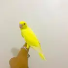 فرخ دره لاتينو( تم البيع)