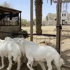 مشاريع فحول طليان