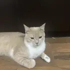 قط تبني