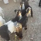تيوس للبيع
