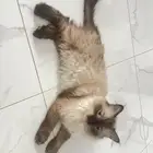 قطة هيملايا شيرازي ذكر للتبني