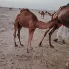 قعدان مراح