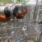 دجاج