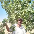 مزارع خبرة بزراعة النخيل والأشجار والخضروات