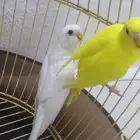بادجي هولندي.