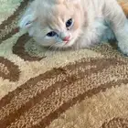 3إيناث سكوتش مع الام للبيع تبي وحده منها او كلها تعال خاص