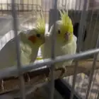 فروخ كروان للبيع لاتينو