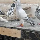 حمام كش