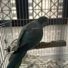 طائر كويكر للبيع