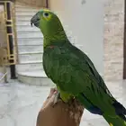 ببغاء أمازوني بولفرند اليف جدا ومتكلم