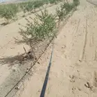 ليات نصلح للبونيكام