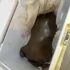 للبيع عكة سمن فاضيه تأخذ (5) كيلو
