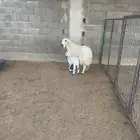 شاة نعمية تحتها طلي سن ها ثنية روم ديد سليم