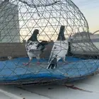حمام باكستاني للبيع
