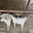 للبيع ماعز ثلاثه تيوس وعنزتين