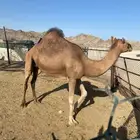 ناقه حمرا