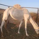 حايل للبيت