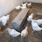 دجاج لاحم بياض