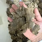 عود بأسعار جملة تصفية