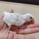 روز البينو ( تم البيع )