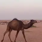 مفروده صفراء