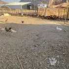 دجاج بلدي