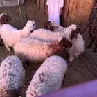 غنم نعيم هرافى