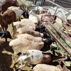 بربري نعيمي سواكن تيوس حاشي